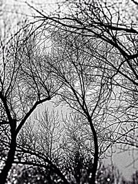 Bare trees against the sky