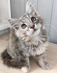 pet