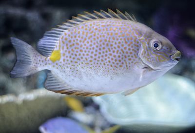 Close-up of fish in aquarium