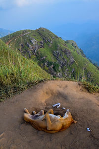 Dog relaxing on mountain