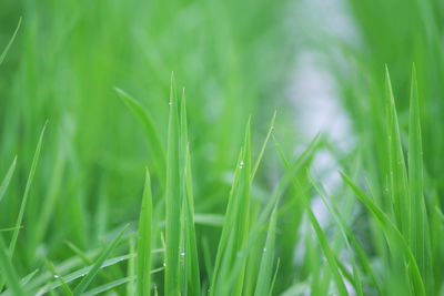 Close-up of grass growing in field