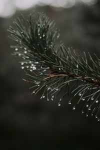 Close-up of raindrops on pine tree