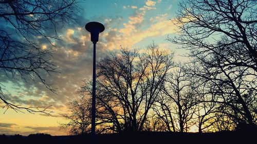 Silhouette of bare tree at sunset