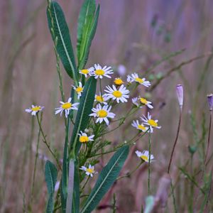 Close-up of flowering plant on field