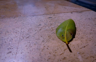 High angle view of insect on leaf