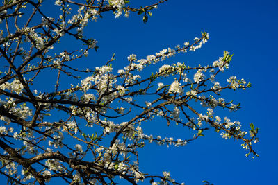 Low angle view of flower tree against blue sky