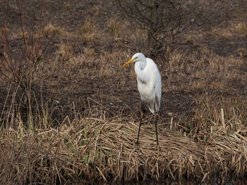 White heron perching on grass