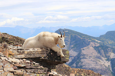 View of a sheep on rock