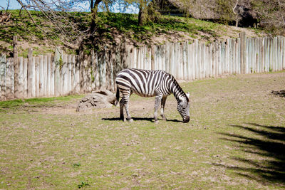 Zebra crossing in a field