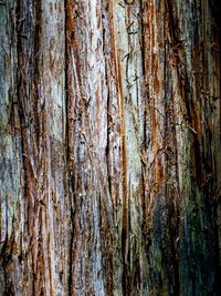 Full frame shot of tree trunk in forest