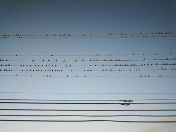 Flock of birds against clear sky