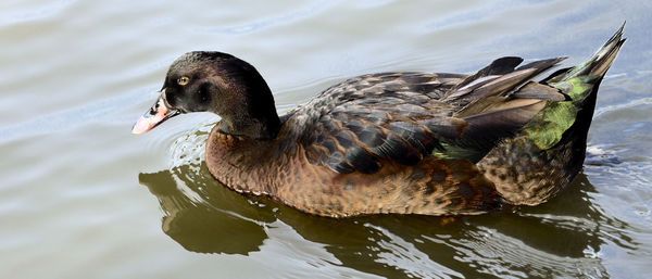 Panoramic view of duck swimming in lake