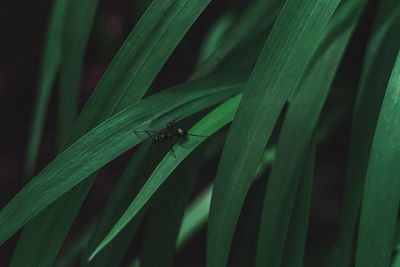Close-up of insect on leaf