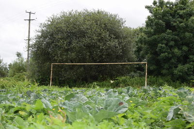 Plants growing on field