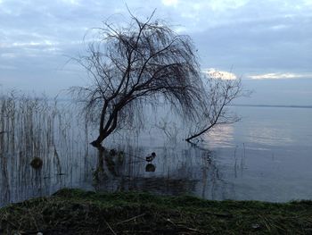 Bare tree by lake against sky