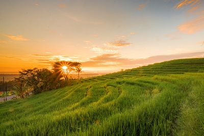 Scenic view of field against sky during sunset