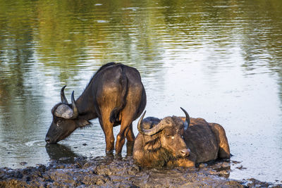 Elephant drinking water in lake