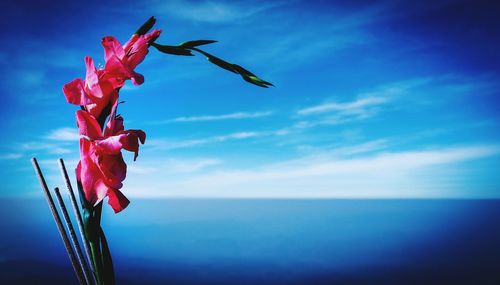 Close-up of pink flowers against sea