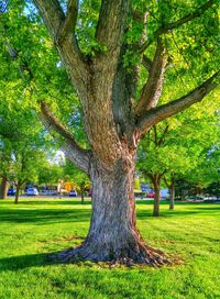 Tree in park