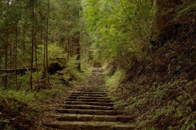 Narrow walkway in forest