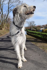 Dog on tree against sky