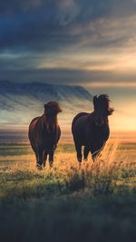 Horses in a field