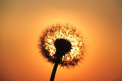 Close-up of dandelion flower