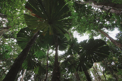 Low angle view of coconut palm trees against sky