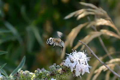 Close-up of bee on white flower