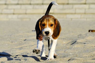 Dog running on sand