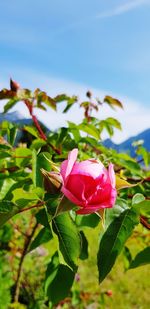 Close-up of pink flowering plant against sky