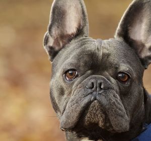 Close-up portrait of a dog