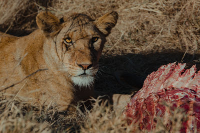 Portrait of lioness relaxing