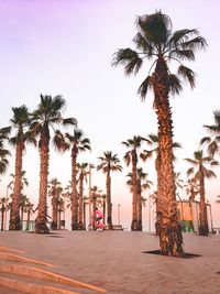 Palm trees on beach against clear sky