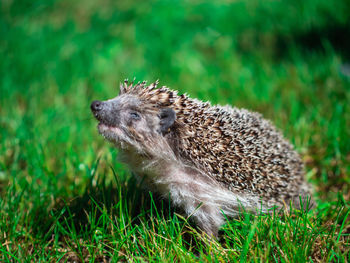 Close-up of an animal on grass