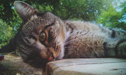 Close-up of cat lying on table