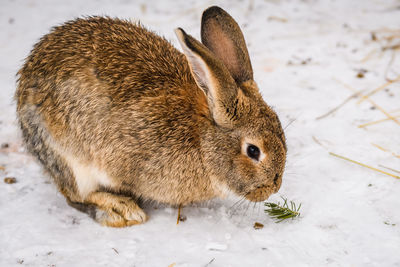 Close-up of rabbit on snow