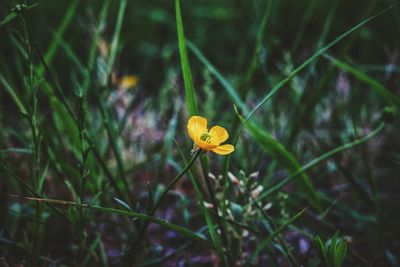 Close-up of yellow crocus flower on field