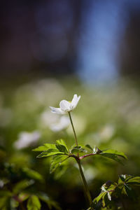 Close-up of anemone flower