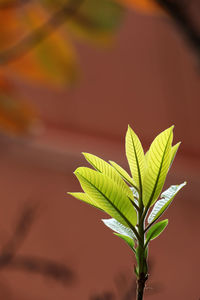 Close-up of plant leaves