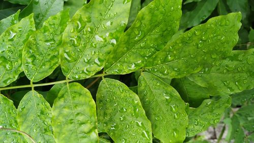 Full frame shot of wet leaves