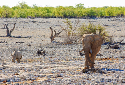 Elephant and black rhino drinking water