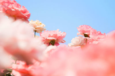 Close-up of pink flowers against clear sky