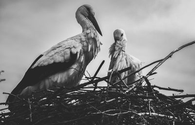 Low angle view of storks perching in nest 