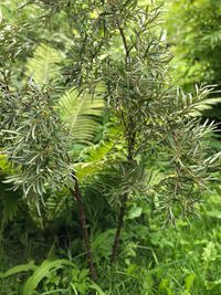 Close-up of pine tree