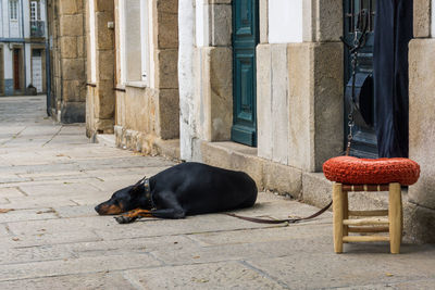 Dog sleeping in a building