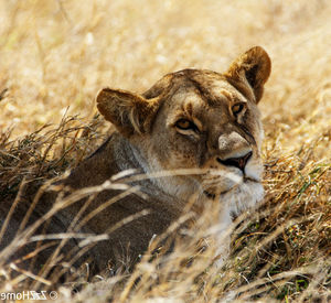 Portrait of a cat lying on land