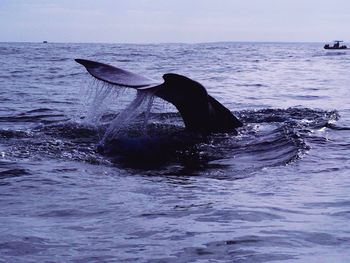 Whale swimming in sea against sky