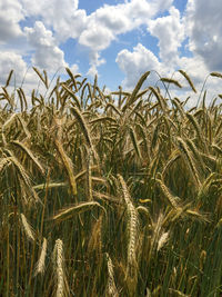 Scenic view of wheat field against sky