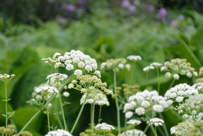 Close-up of white flowering plant